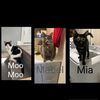 thethreecrazycatscrew