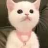 cuminmyeyehole