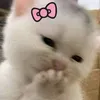 ngank261