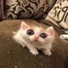 siku_275
