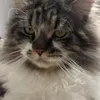 katzenbruederlucbou