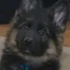 wayneholden3