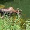 taylorsversion.moose