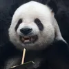 thanh.chi.vu