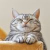 lovecat650