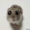 olena_hurkina