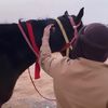 emirates_girl_971