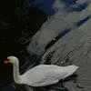 ponderingfae