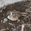 sparrowmaybe
