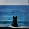 _masselia_