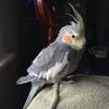 kiwimangosmoothie