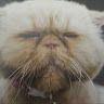 kingkitty6