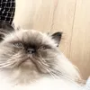 hiiii___suuuu