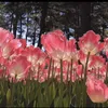 ppt.21_