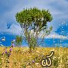 hebaadel479