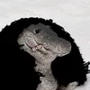 leledyy