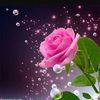 محمدالعمر61