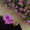 noor2002526