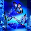 blue_butterfly12