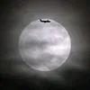 kiute_2.1