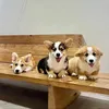 Zelton Corgis