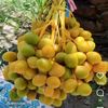 najmaali828