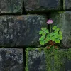 susu.100892