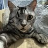 jacky1eyedcat
