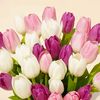 tulips_882