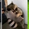 unknxwn_raccoon