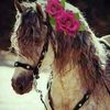 fatimah.z8