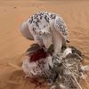 العسـر