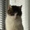 ilovecats.co749292