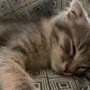 plmmmmmmmmm.m