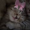 smehu_