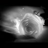 dark_rose13