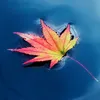 huynhquan012