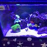marino_tank305