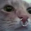 dalbabekys