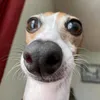 jjaassiiuu