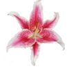 lilywoloshin