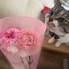 H &Hの猫との日常