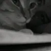 vosik__0