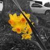 burniceinspring