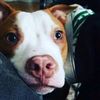 pitbull_mom_for_life