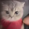 bon_bon2001