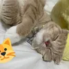 yuta_ymk