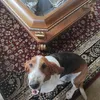 marcolinohound