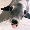 youreverydaykoala