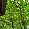 tangnaykocomay